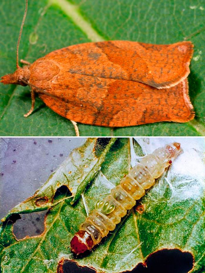 Вид гроздов листен валяк Лозов валяк