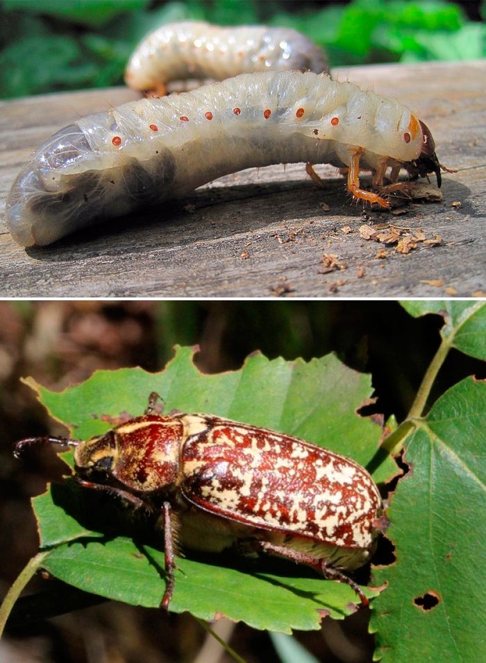 Двама души могат да съсипят реколтата. Мраморен бръмбар