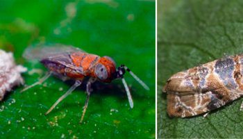 Вредители по гроздето