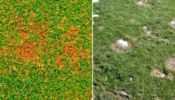 Болести по тревата