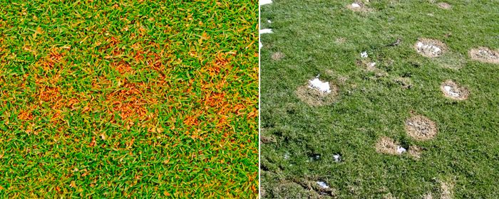 Болести Болести по тревата