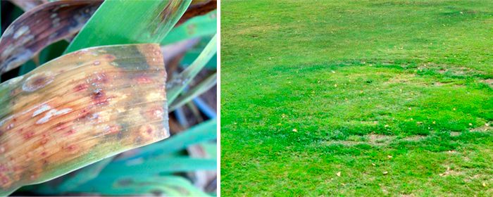 Листни петна, пръстен на вещицата Инфекциозни инфекции