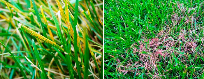 болести по жълтите и червените тревни площи Две опасни болести по тревата