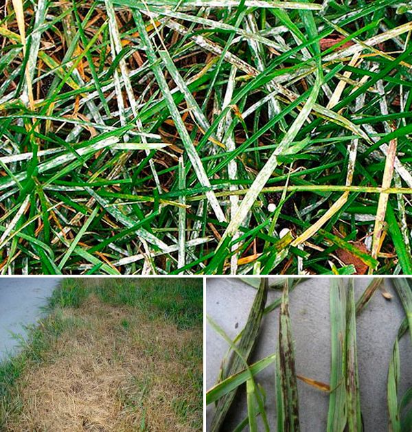 Три болести по тревата Брашнеста мана и други