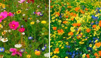 Мавритански тревни площи