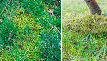 Мъх на тревата