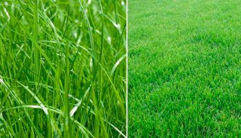 Блуграс за тревни площи