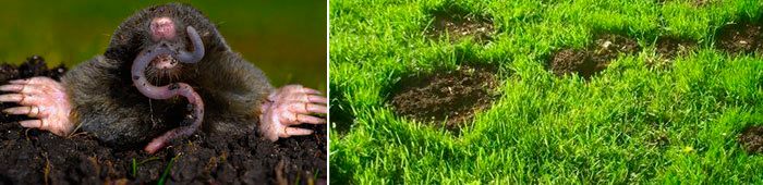 Вредители по тревата