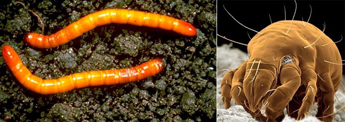 Два вида вредители Телени червеи и зърнени акари