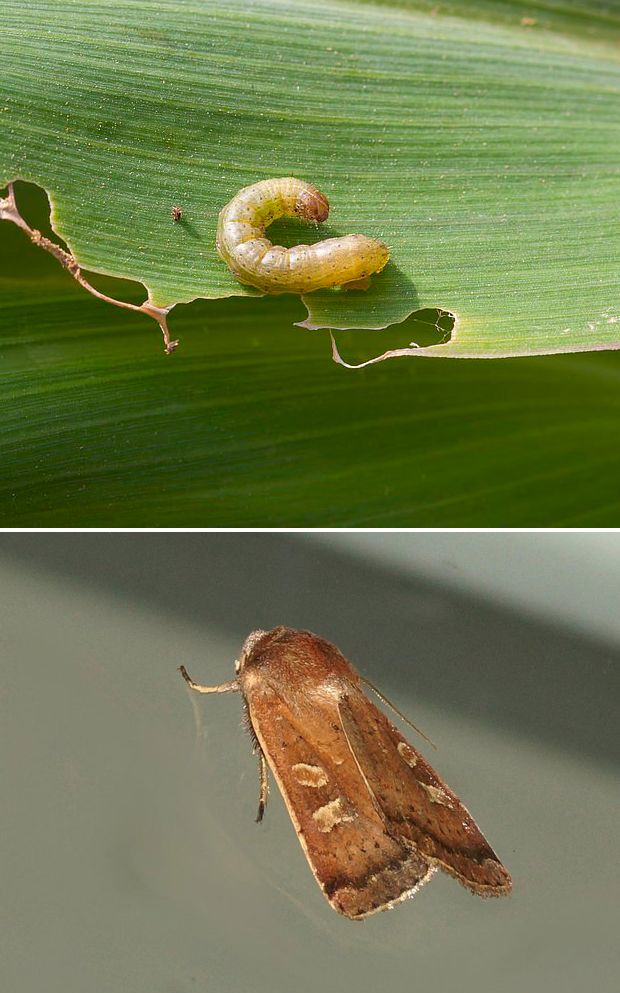 Вредител за тревни площи бухал
