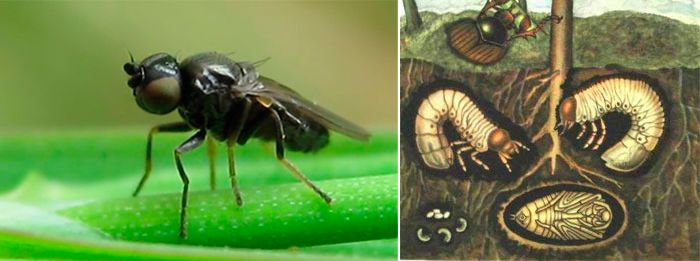 Мухата и маймунският бръмбар Опасни вредители по тревните площи
