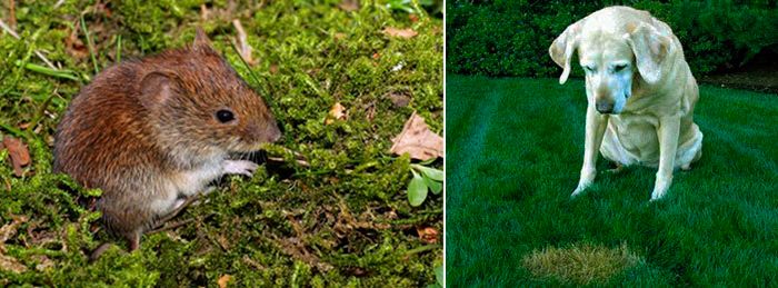 Вредители по тревата Мишката и кучето