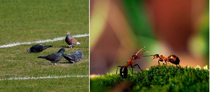 Неприятни вредители по тревата Мравки и птици