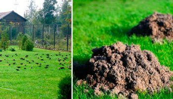 Щети по тревата