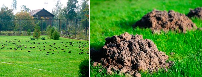Птиците и къртиците са вредители по тревните площи Щети по тревата