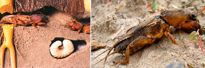 Пасажи, ларви, възрастни екземпляри Крикет на къртица