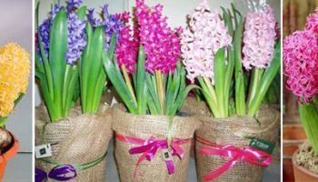 Форсиране на зюмбюл