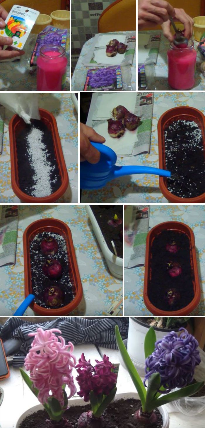 Процес стъпка по стъпка Засаждане на зюмбюли за форсиране