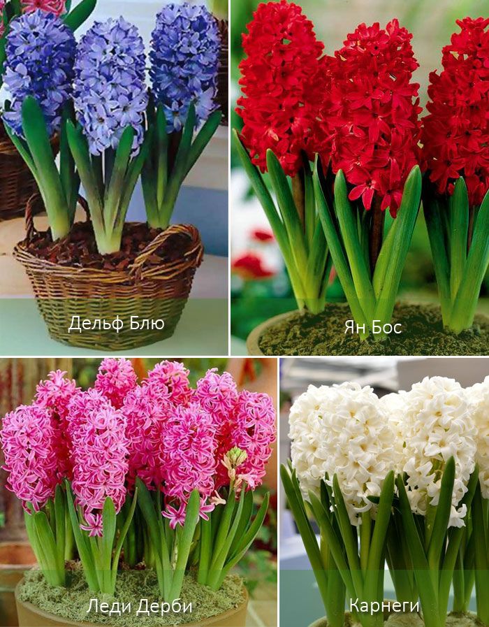 Форсиране на сортове Популярни сортове за форсиране