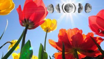 Лалето и луната