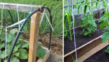 Връзване на краставици