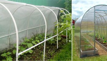 оранжерия и парник за краставици