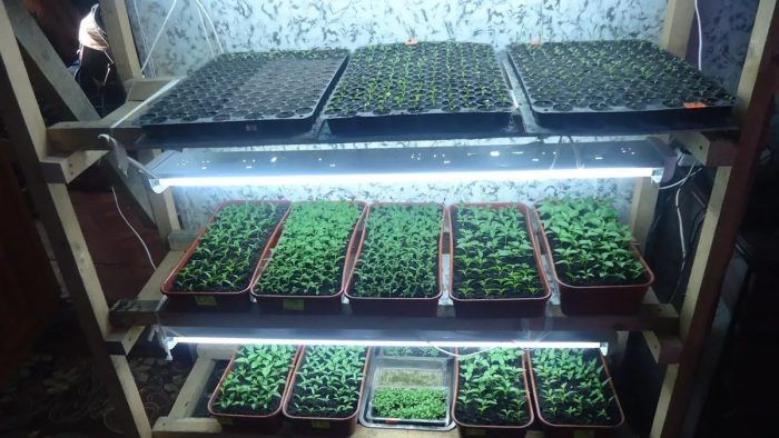 Θερμοκήπιο στο περβάζι του παραθύρου