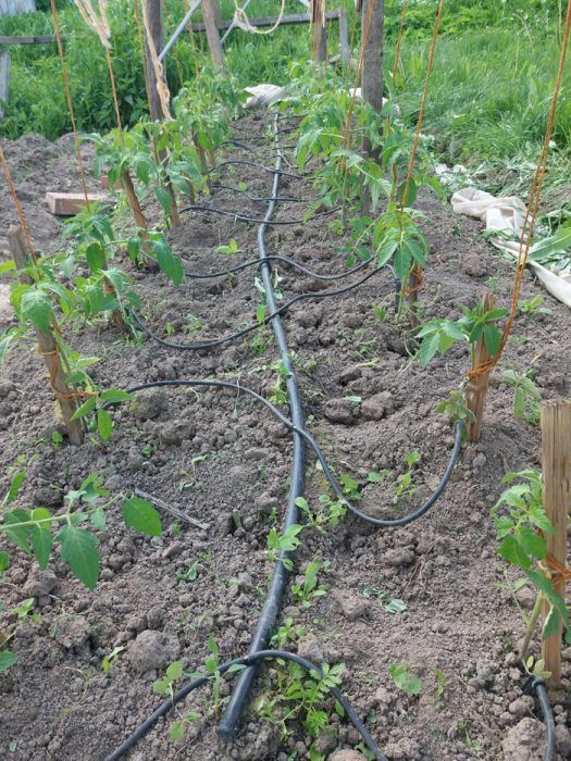 Поливане на домати