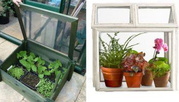 Мини оранжерии