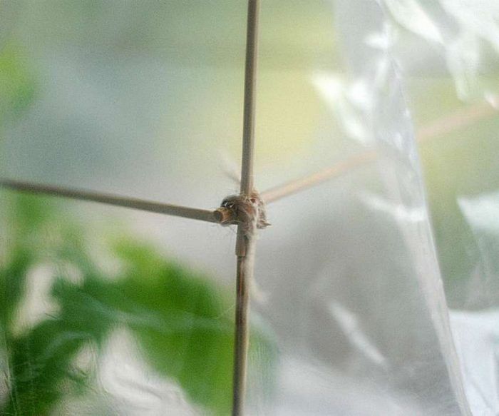 Πολυαιθυλένιο