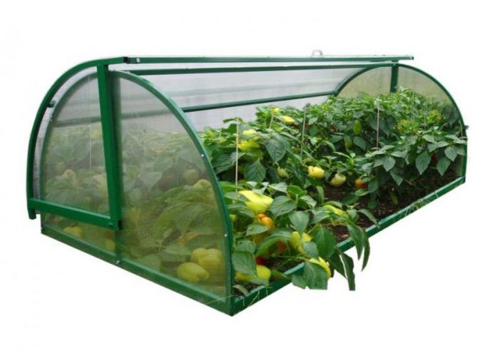 Ψωμιέρα θερμοκηπίου