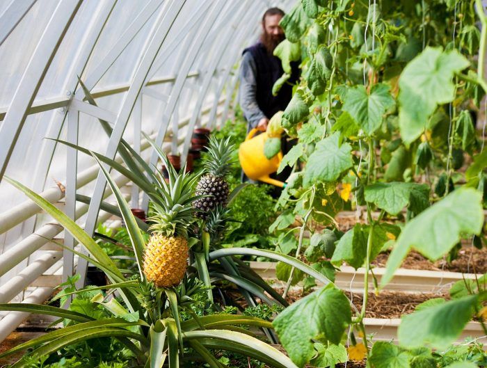 Екзотични плодове