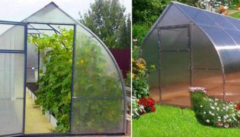 Парникова капчица