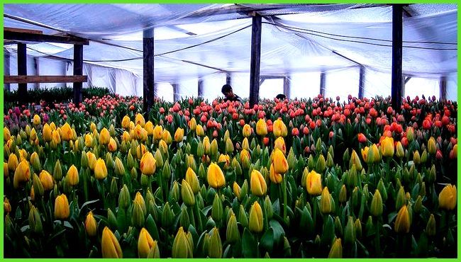 Цветя в оранжерията