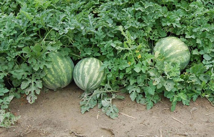 Бери в градината Диня