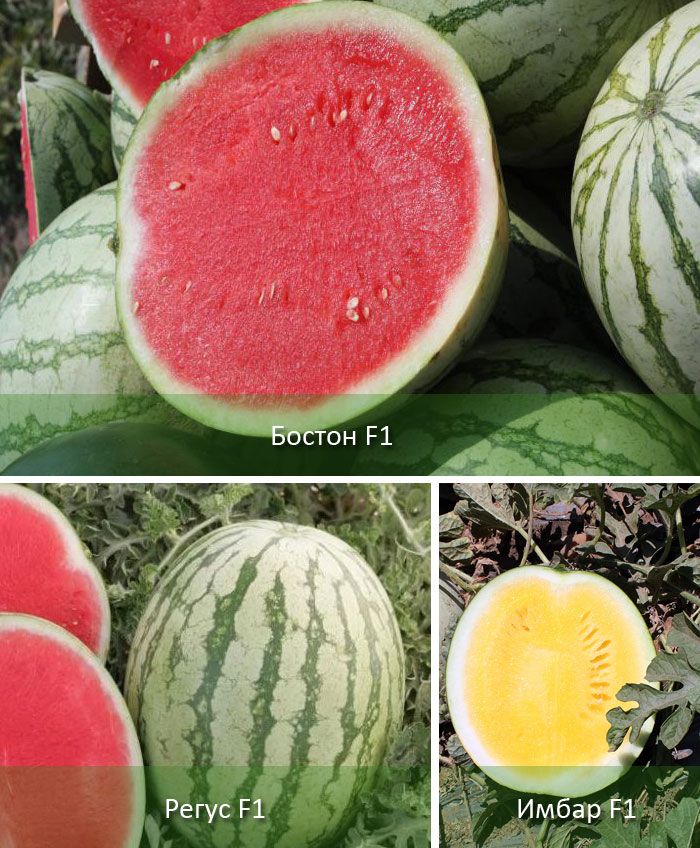 Безсемкови сортове Сортове диня без семки