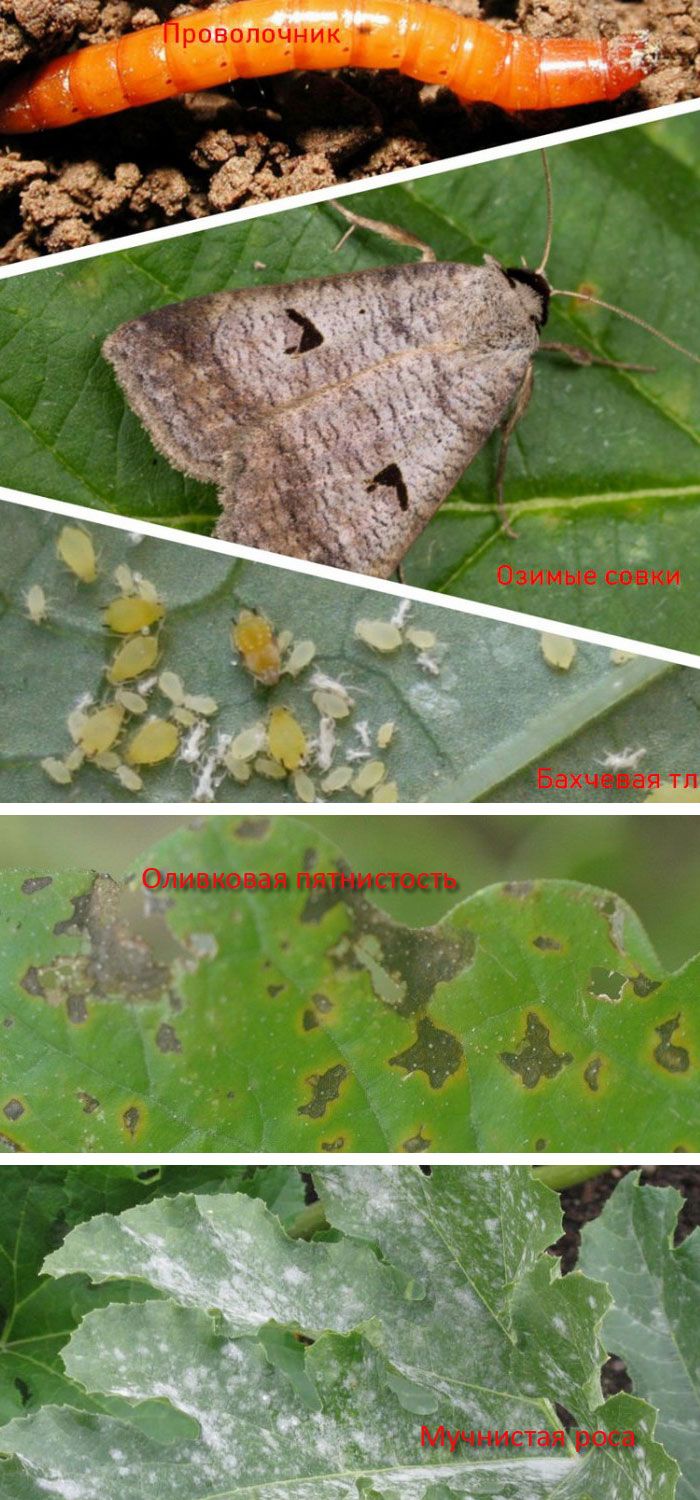 Някои вредители и болести Вредители и болести