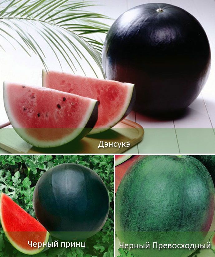 Декоративни скъпи сортове Черни сортове