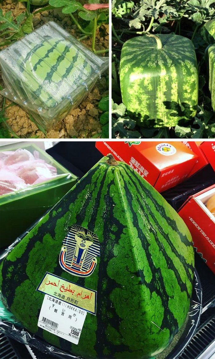 Необичайни форми на диня Необичайна форма