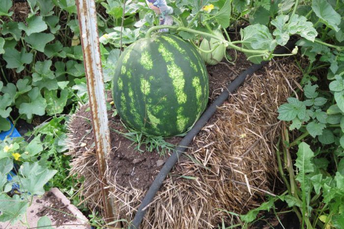 Хумус като субстрат за отглеждане отглеждане на диня