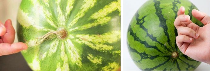 Как да разберете дали динята е узряла Проверка за зрялост