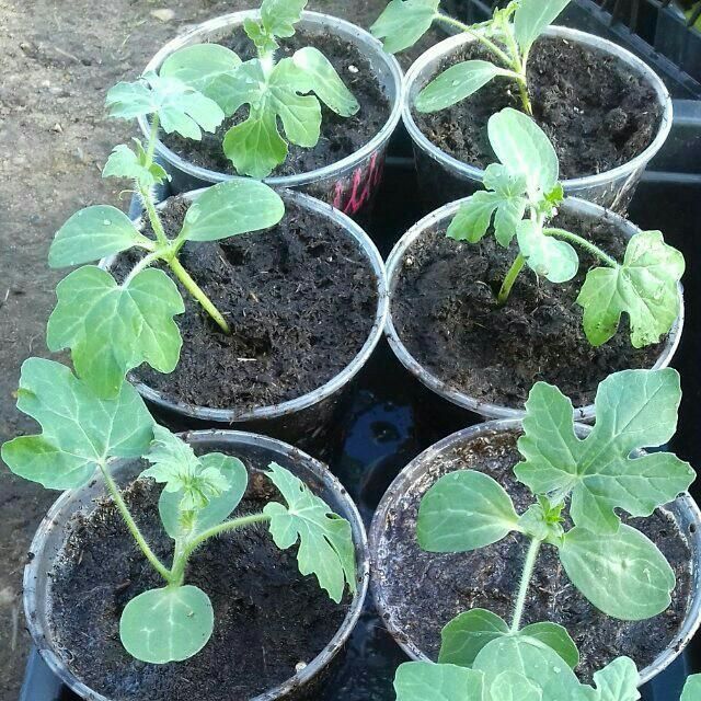 Разсад от диня Разсад от диня