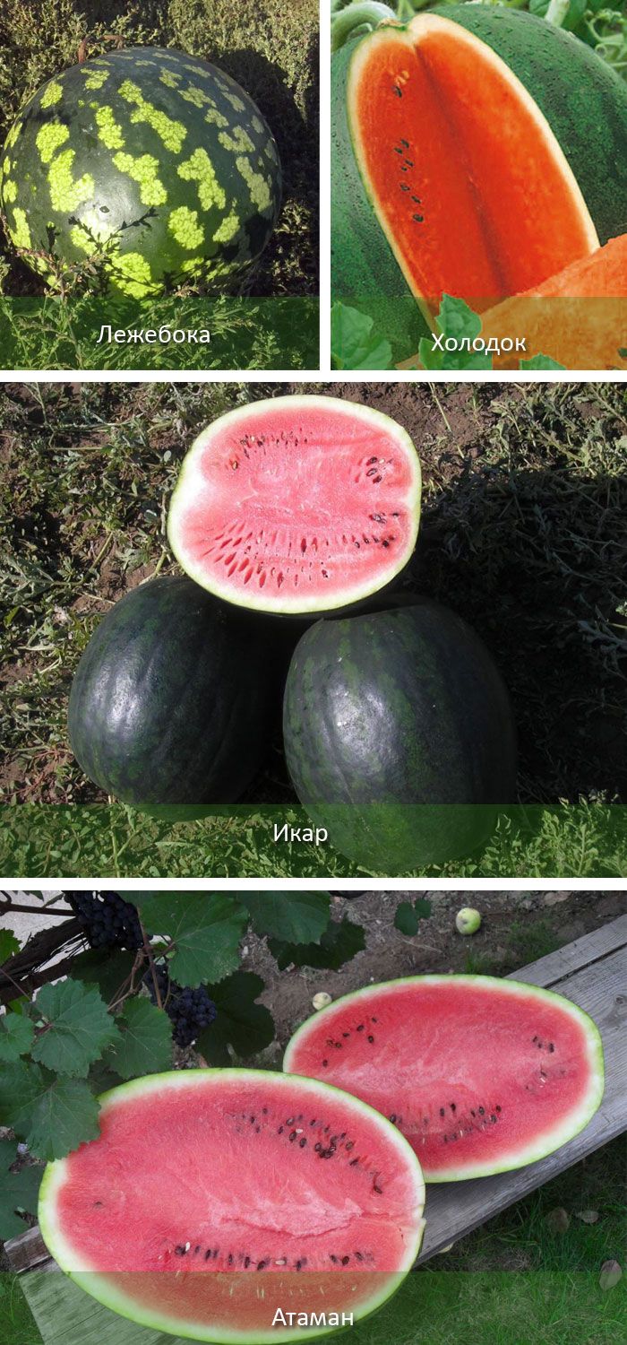 Сортове дини за юга Средно- и къснозреещи