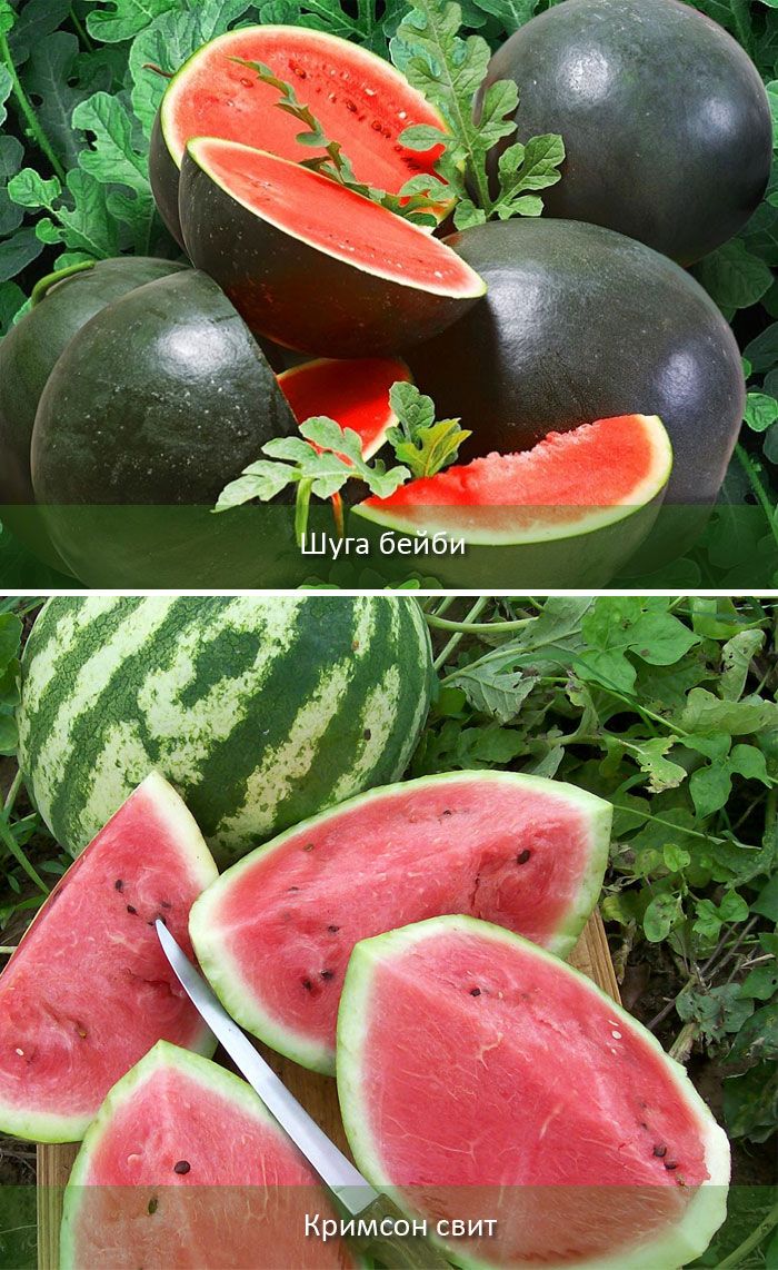 Бързозреещи сортове Раннозреещи сортове