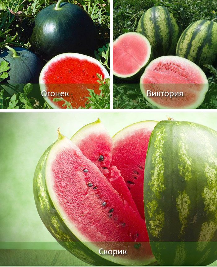 Ранни сортове Раннозреещи сортове