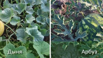 Диня и пъпеш