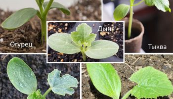 Четири разсада