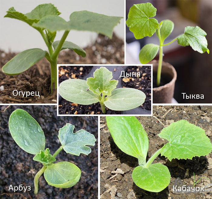 Сравнение на разсад Четири разсада