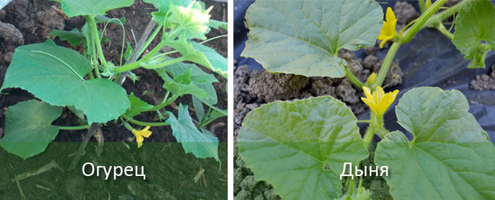 Разсад от краставици и пъпеши Краставици и пъпеш