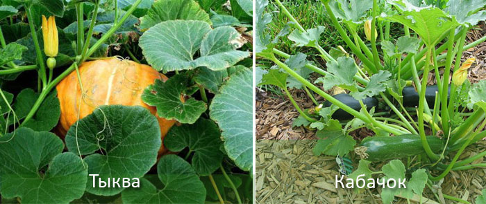 Тиквички и тиква Тиква и тиква